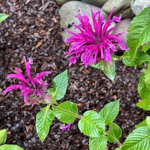 showy, tubular, shiny, shocking-pink, two-lipped flowers with glossy, green, small, ovate leaves