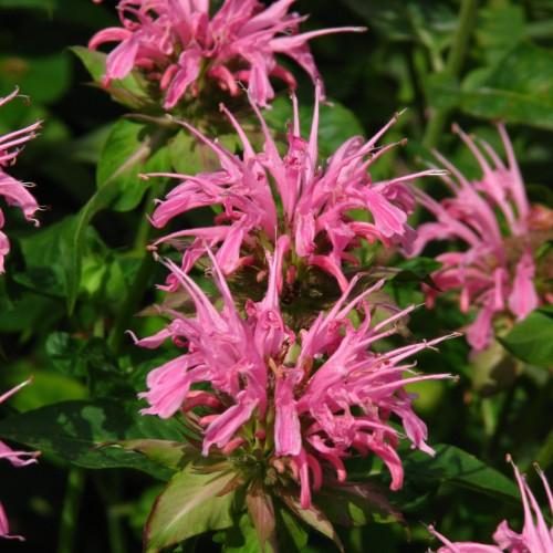 Magenta flower with buds, magenta anthers, green leaves, white midrib, burgundy blades, lime-burgundy petiole.