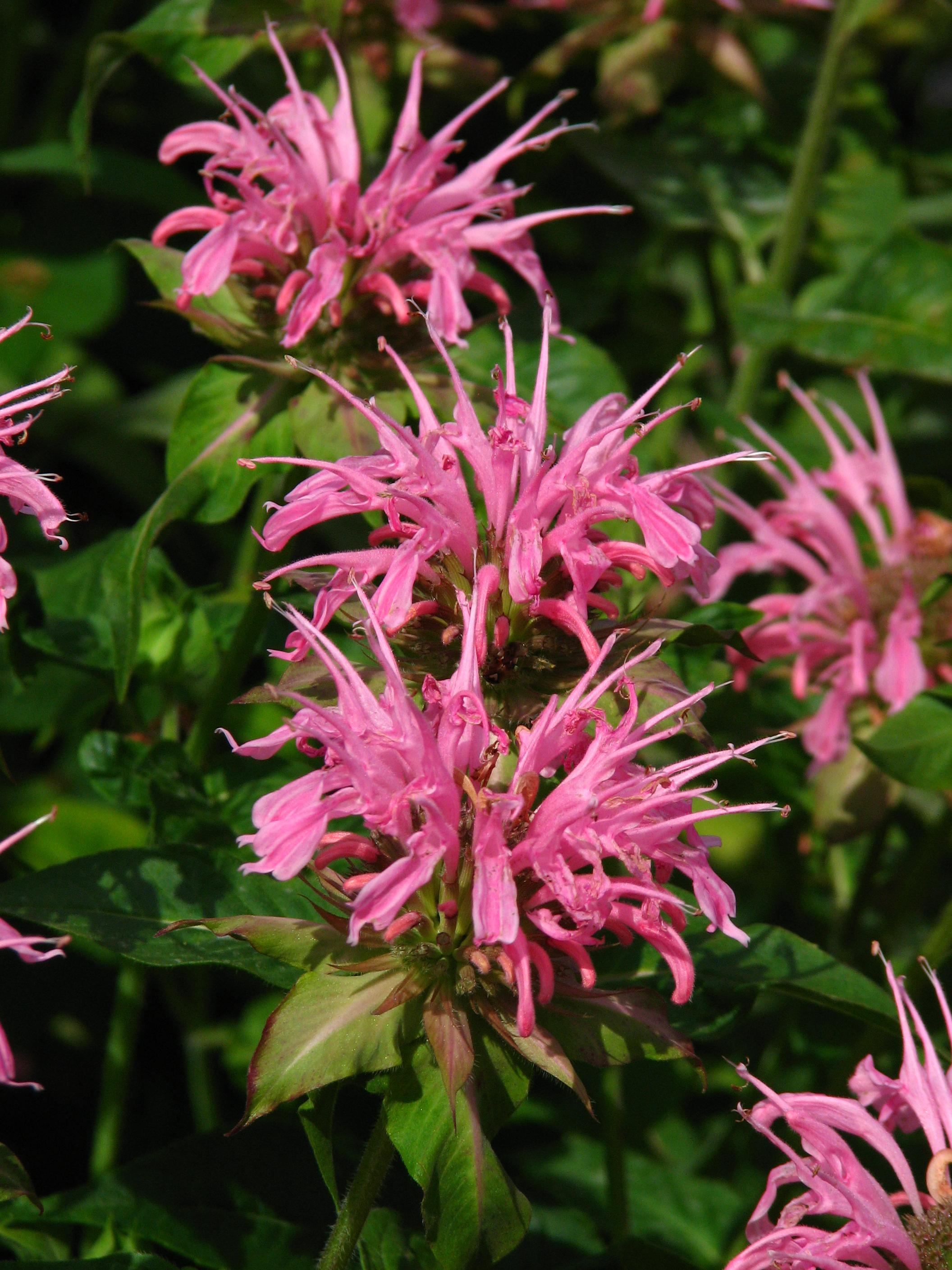 Magenta flower with buds, magenta anthers, green leaves, white midrib, burgundy blades, lime-burgundy petiole.