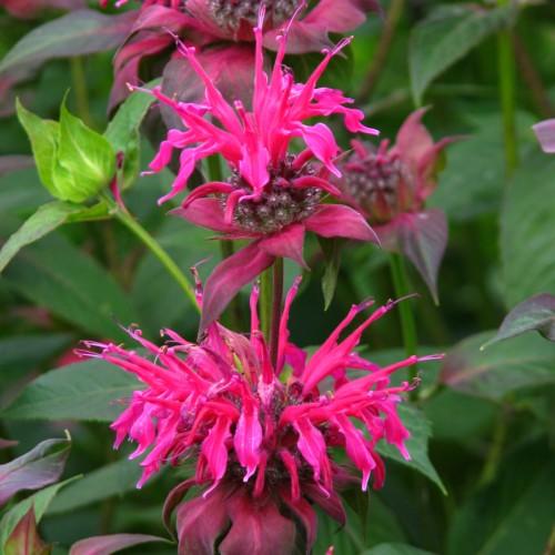 Magenta flower with  anthers, green leaves, yellow midrib and  burgundy stems