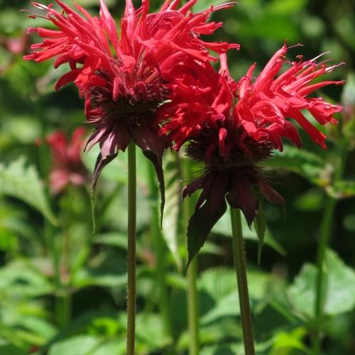 Red Flowers with white stigma, red stamen, burgundy-green sepals, green stems and white hair.