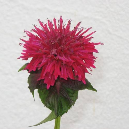 two-lipped, showy, tubular, velvety, deep-red flower with reddish-green, shiny, toothed leaves