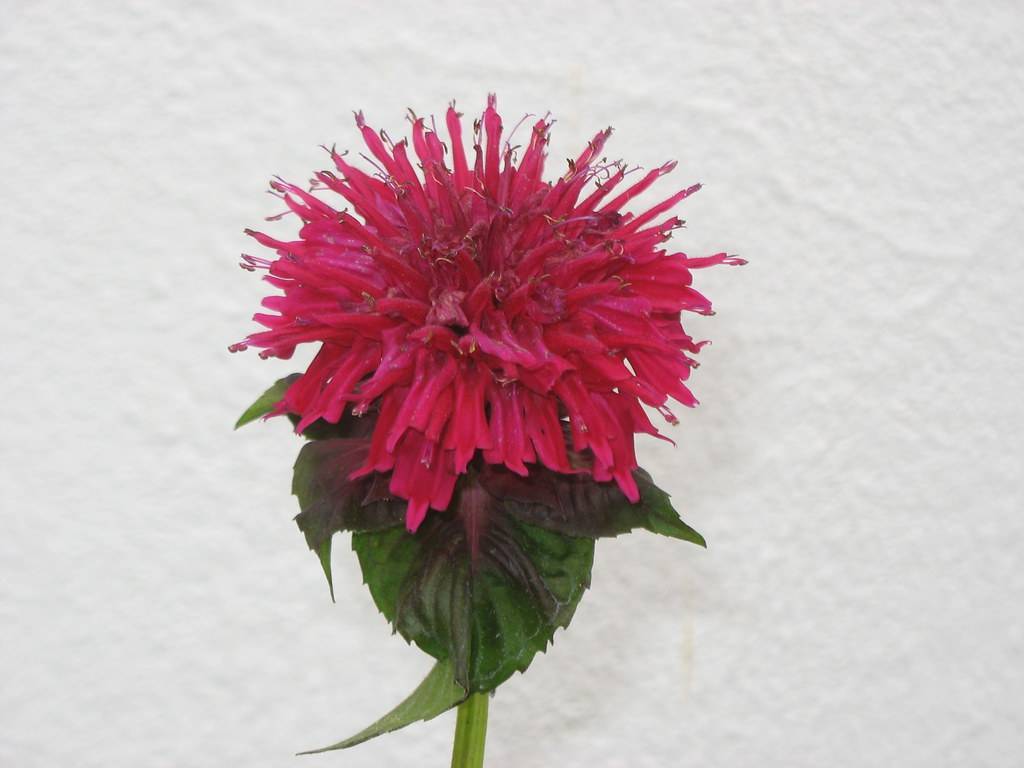  two-lipped, showy, tubular, velvety, deep-red flower with reddish-green, shiny, toothed leaves