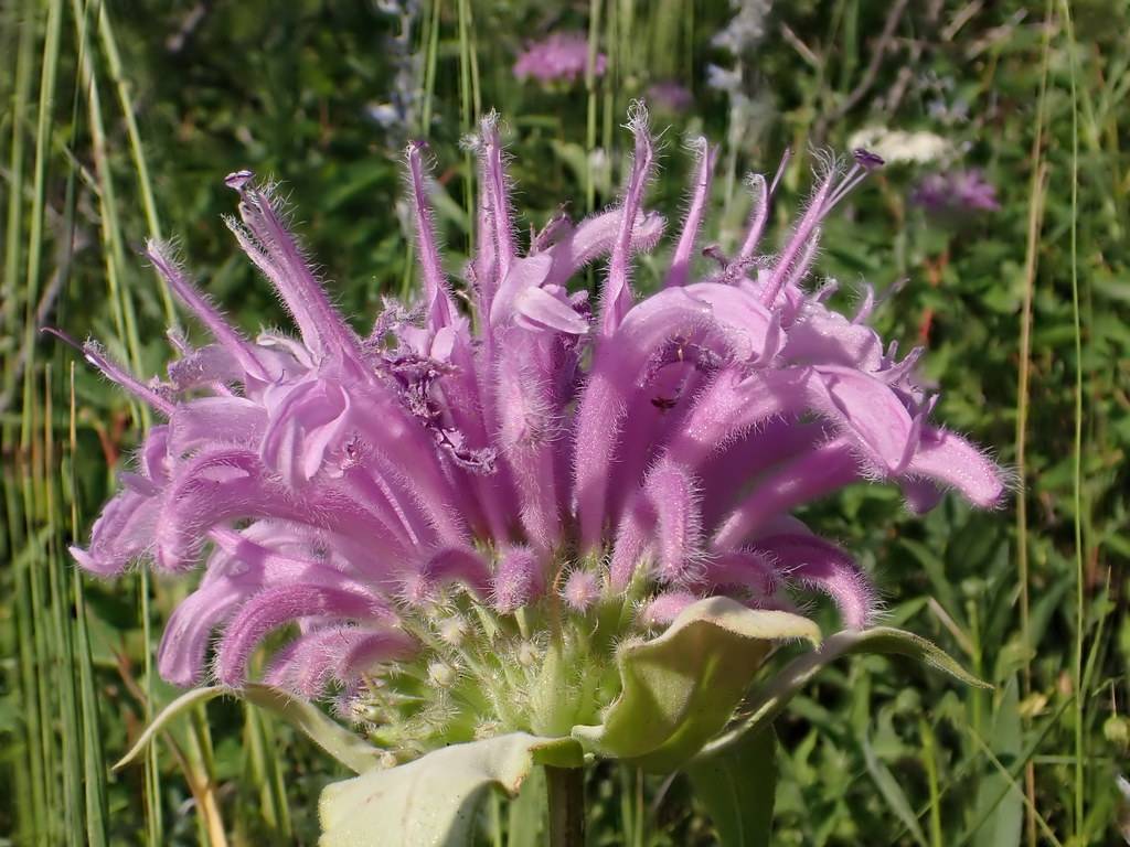 purple, hairy, tubular, two-lipped flower with pale-green sepal