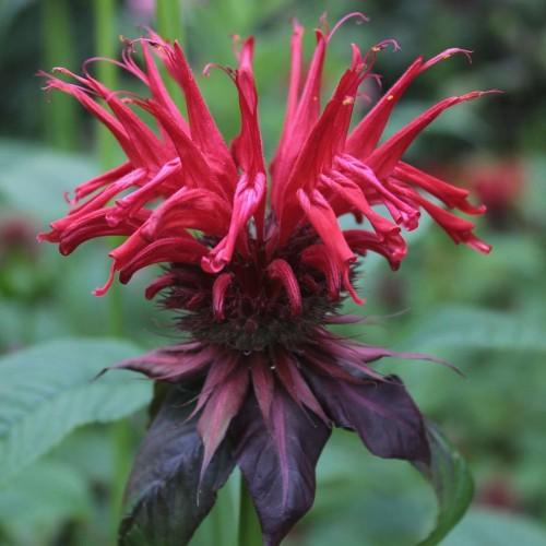 Red flower with stigma, red filaments, yellow anthers, burgundy sepals, green leaves and stems