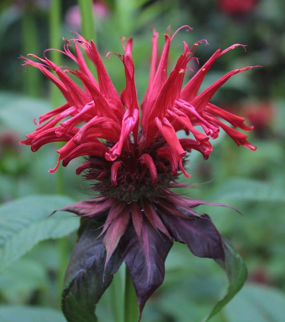 Red flower with stigma, red filaments, yellow anthers, burgundy sepals, green leaves and stems