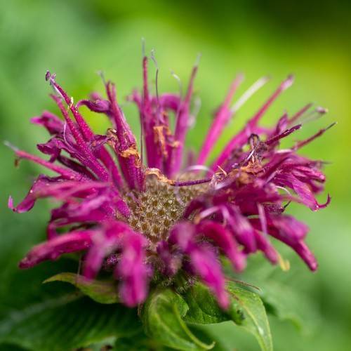 showy, magenta, tubular-shaped, velvety flower with green leaves