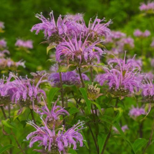 purple-pink flowers with yellow-green leaves and brown stems