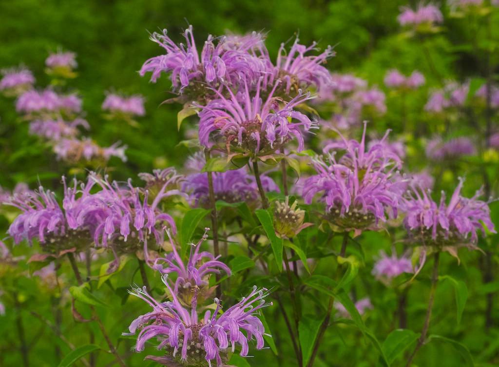 purple-pink flowers with yellow-green leaves and brown stems