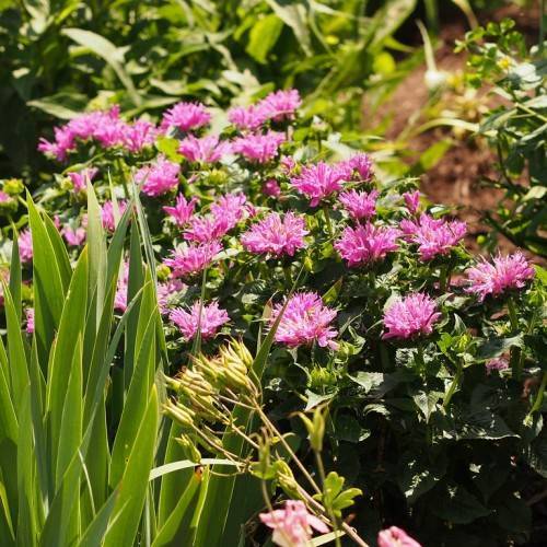showy, pink flowers with dark-green leaves and stems
