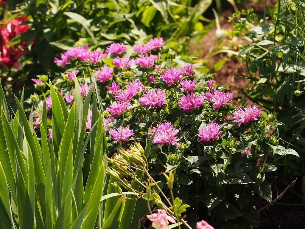 showy, pink flowers with dark-green leaves and stems