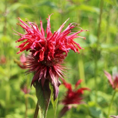 red flowers with pink-lime leaves and stem