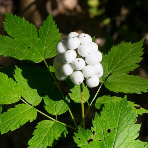 Maple green leaves with tiny green stems and a cluster of white fruit.