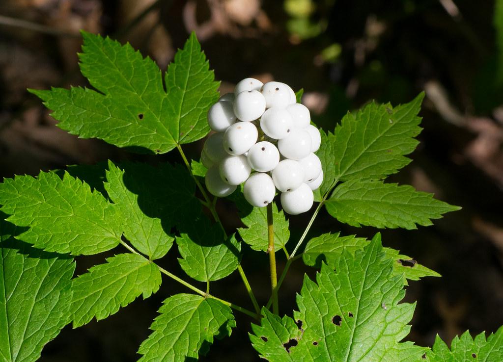 Maple green leaves with tiny green stems and a cluster of white fruit.