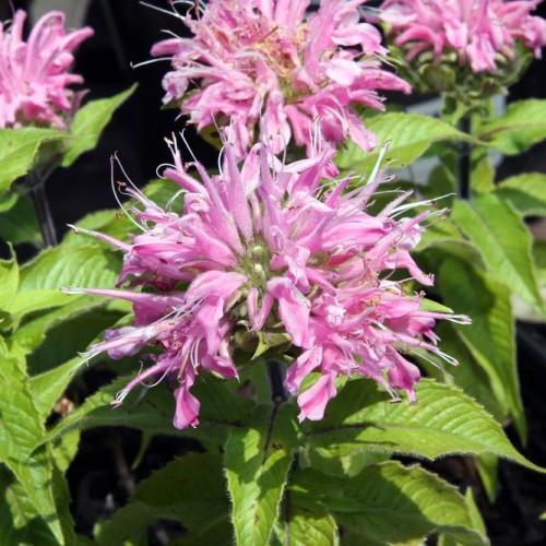 Magenta flower with lime center, white stigma and filaments, purple-white anthers, green leaves and stems.