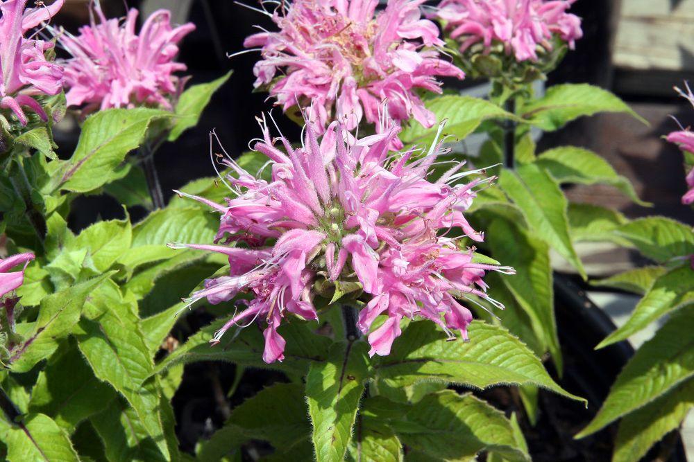 Magenta flower with lime center, white stigma and filaments, purple-white anthers, green leaves and stems.