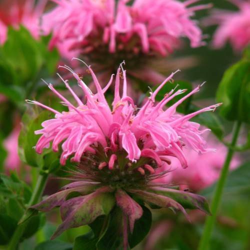 pink flowers with green-pink leaves and lime stems