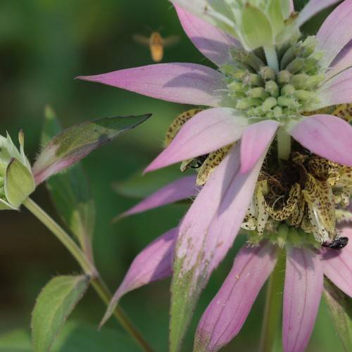 whitish-purple flower with pale-green, fleshy stamens, hairy, purple-green leaves, and purple-green stem
