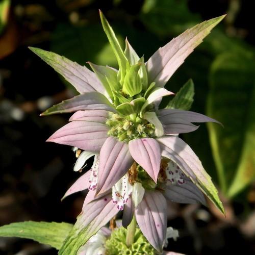Magenta white flower with lime center and anthers, lime stems and leaves