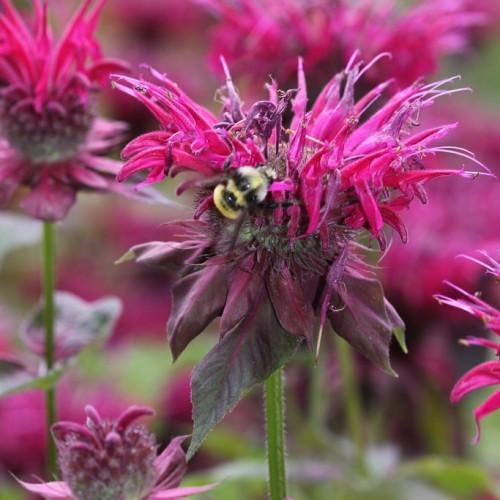 Magenta flower with stigma. magenta style, yellow anthers, white filaments, dark-green leaves, magenta midrib , green stems and white hair.