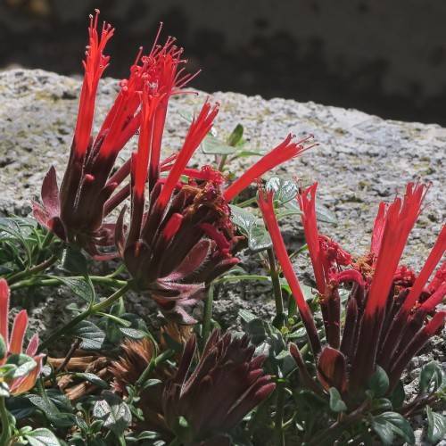 red, tubular flowers with reddish-brown, hairy sepals, dark-green stems, and leaves
