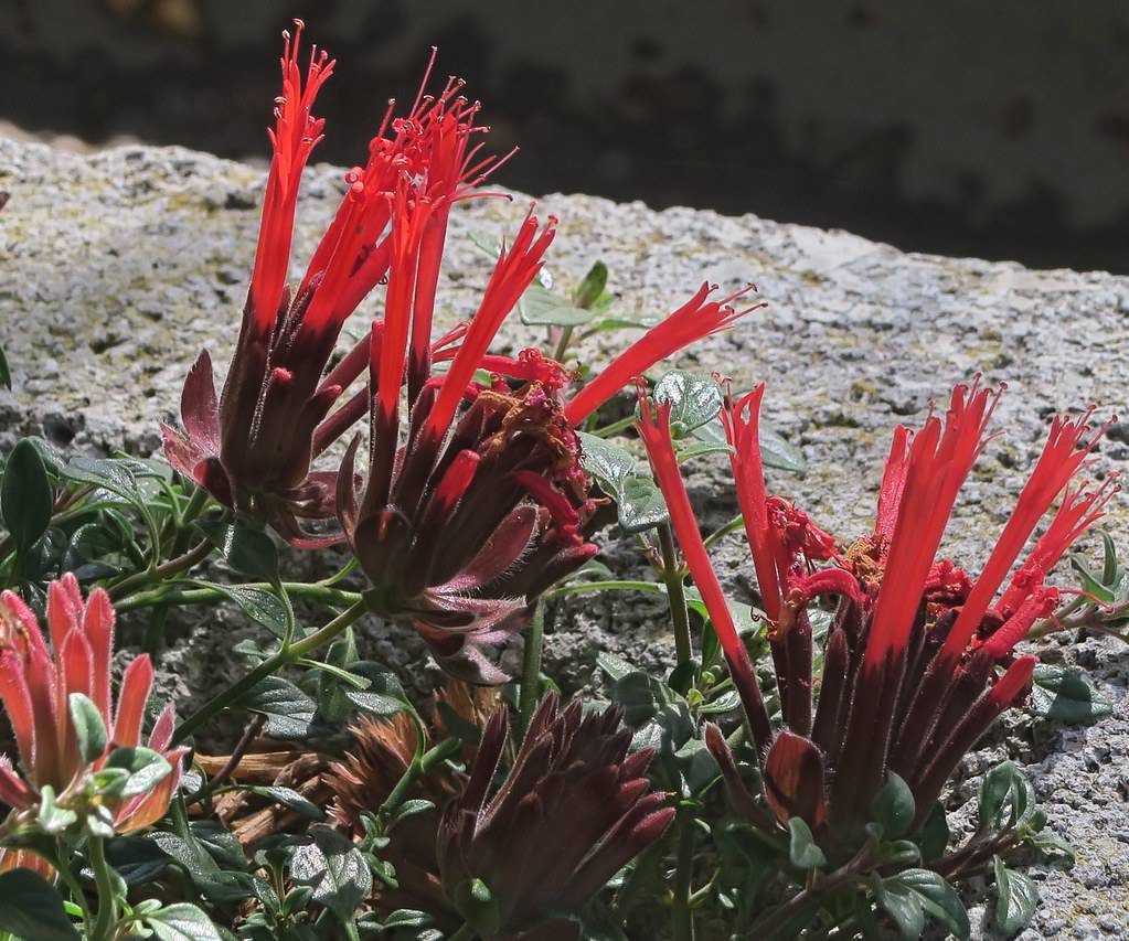 red, tubular flowers with reddish-brown, hairy sepals, dark-green stems, and leaves
