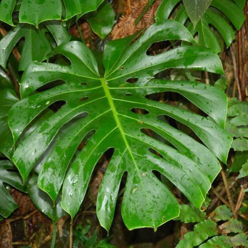 deeply lobed, heart-shaped, green, glossy, large leaves