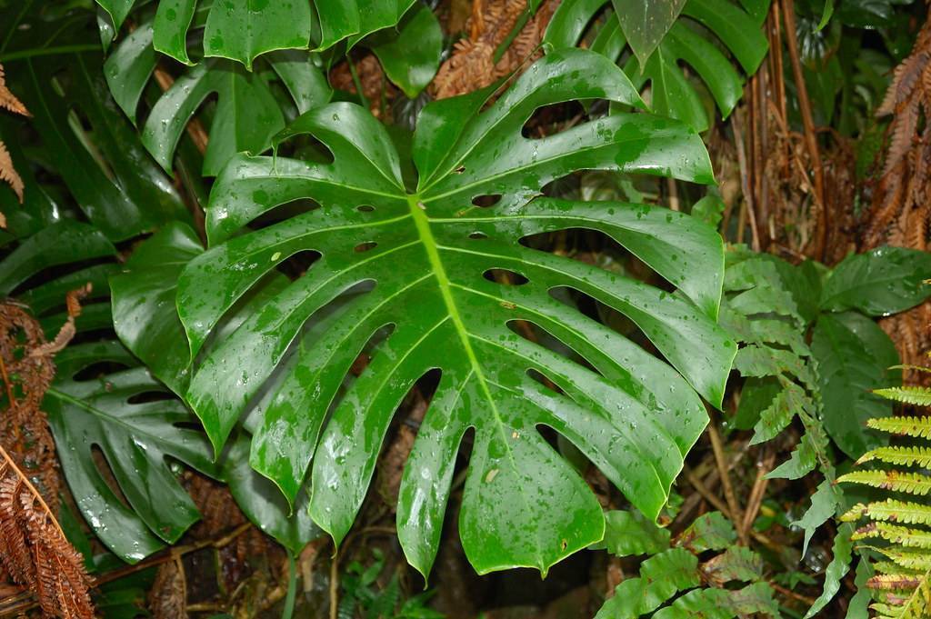 deeply lobed, heart-shaped, green, glossy, large leaves 
