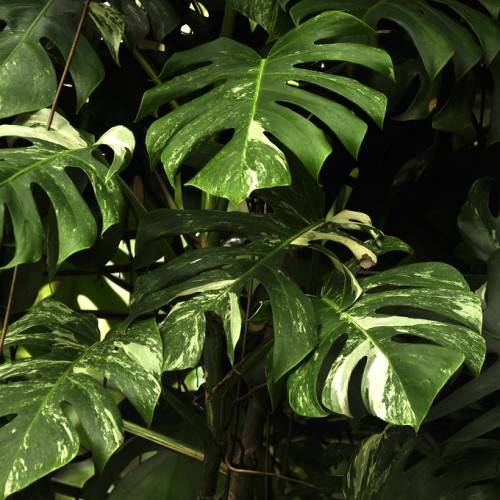 Monstera deliciosa 'Variegata'; heart-shaped, large, green leaves with white markings and deeply-lobed margins
