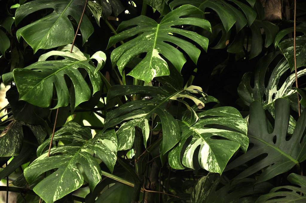 Monstera deliciosa 'Variegata'; heart-shaped, large, green leaves with white markings and deeply-lobed margins