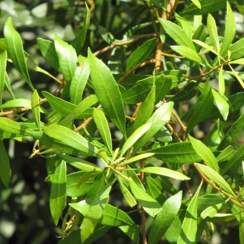 Morella cerifera; lanceolate, glossy, dark-green leaves with smooth margins, and brown stems