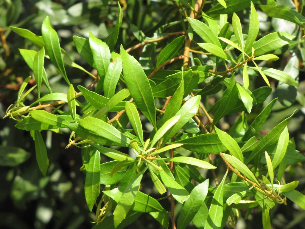Morella cerifera; lanceolate, glossy, dark-green leaves with smooth margins, and brown stems