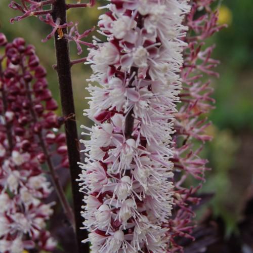 pink-white flowers on dark-brown stems