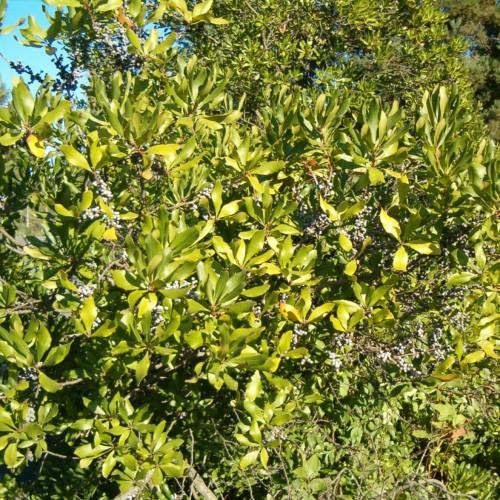 White buds with green leaves, brown stems and yellow midrib.