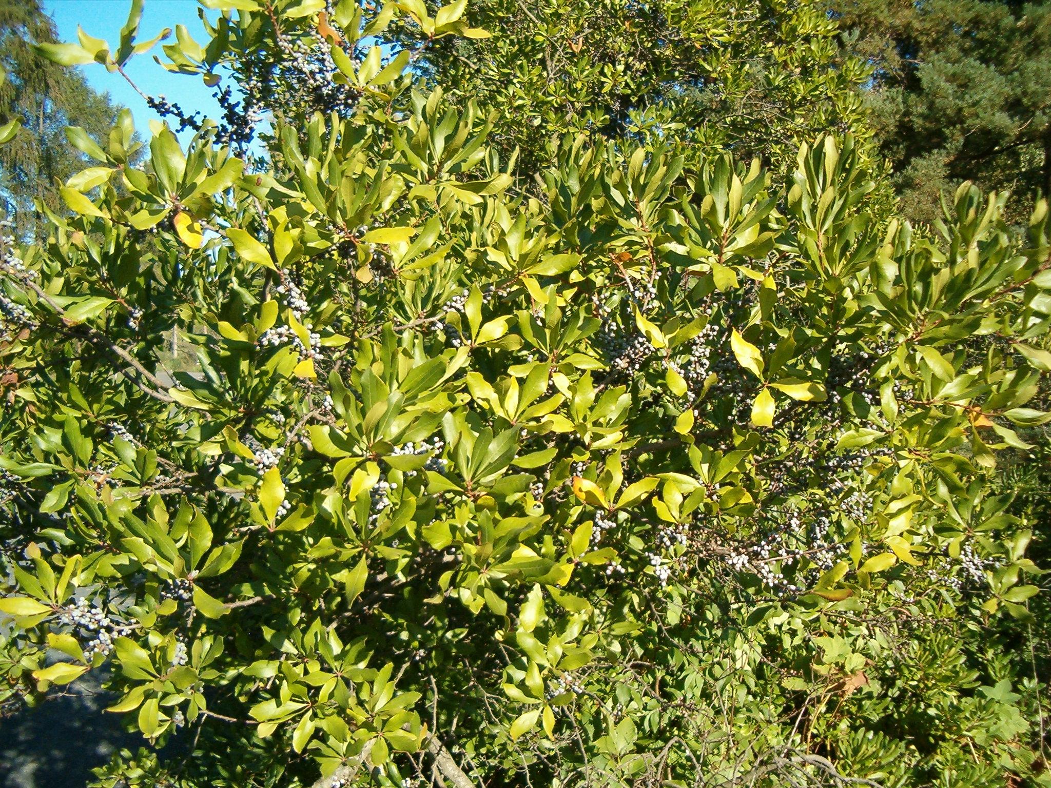 White buds with green leaves, brown stems and yellow midrib.