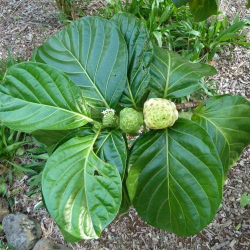 Morinda citrifolia; cylindrical-shaped, green and pale-white drupe with large, green. glossy, round leaves