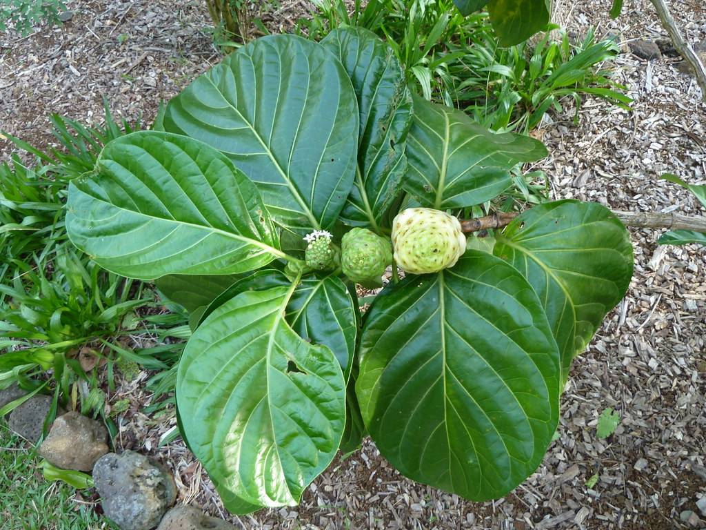 Morinda citrifolia; cylindrical-shaped, green and pale-white drupe with large, green. glossy, round leaves