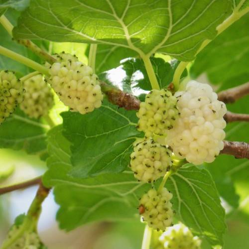 yellow-lime fruits with lime-green leaves, lime stems and brown branches