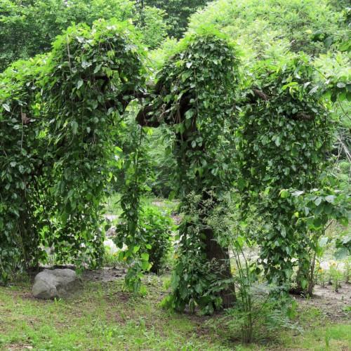 Green leaves.