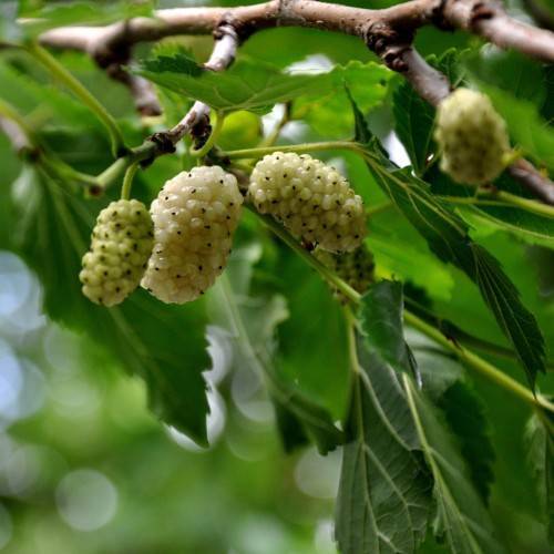 yellow-lime fruits with green leaves, lime stems and brown branches