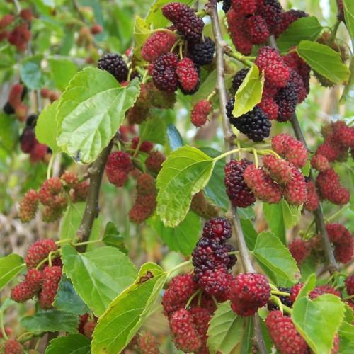 Black-maroon fruit, lime petiole, brown stems, green leaves, yellow midrib, veins and blades.