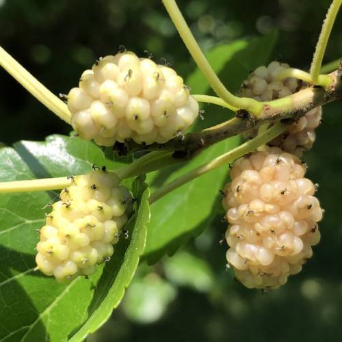 yellow-peach fruits with green leaves, yellow stems and brown branches