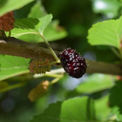 Morus rubra; small, fleshy, glossy,deep-red, elongated berry with woody, brown stem