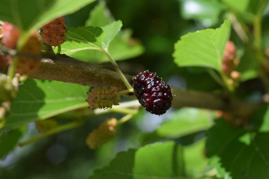 Morus rubra;  small, fleshy, glossy,deep-red, elongated berry with woody, brown stem 