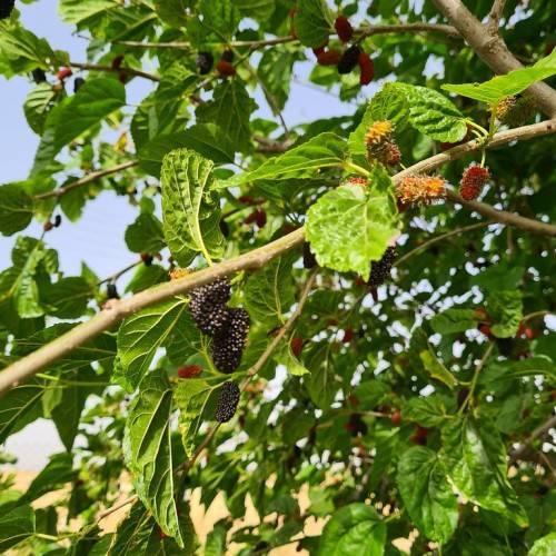 Morus rubra 'Super Dwarf'; small, fleshy, blackish-red berries with brown, woody stems, and green, ovate, shiny leaves