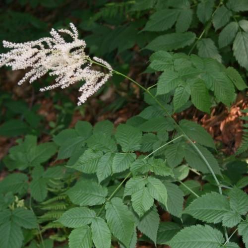off-white flowers with green leaves and stems