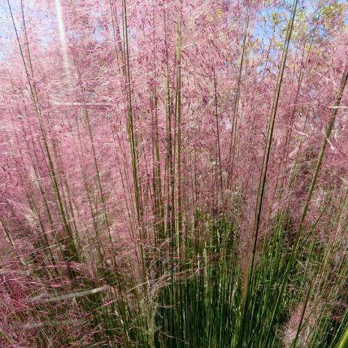 Pink-white flower with green stems.