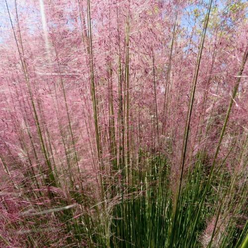 Muhlenbergia capillaris 'Fast Forward'; purple, feathery leaves along, green slender stems