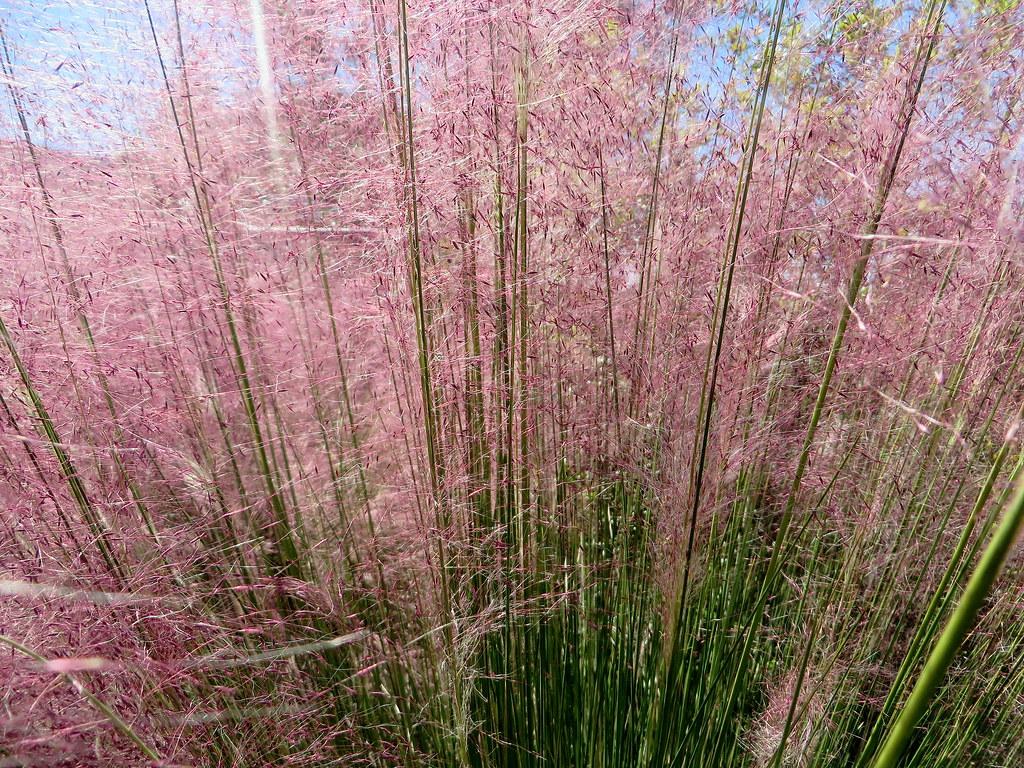 Muhlenbergia capillaris 'Fast Forward'; purple, feathery leaves along, green slender stems