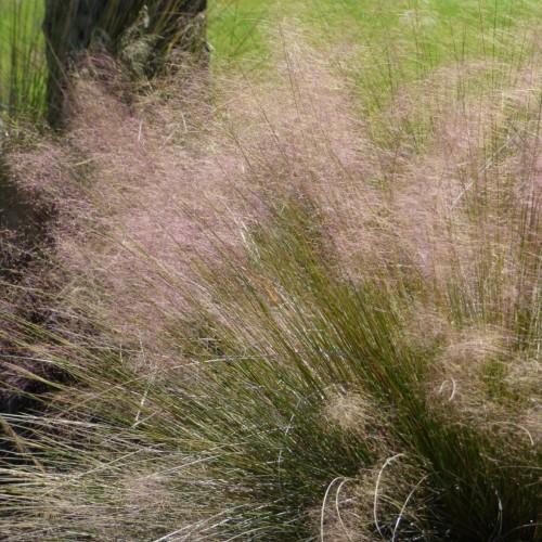 pink-green foliage